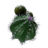 Sapphire Crown Froostyle Hookah Tobacco - Smoxygen